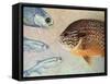 Mooneyes - Sunfish-James W Johnson-Framed Stretched Canvas