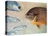 Mooneyes - Sunfish-James W Johnson-Stretched Canvas