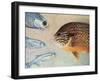 Mooneyes - Sunfish-James W Johnson-Framed Giclee Print