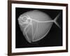 Moonfish-Sandra J. Raredon-Framed Art Print