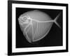 Moonfish-Sandra J. Raredon-Framed Art Print