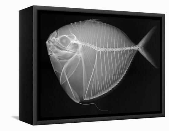 Moonfish-Sandra J. Raredon-Framed Stretched Canvas