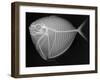 Moonfish-Sandra J. Raredon-Framed Art Print