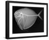 Moonfish-Sandra J. Raredon-Framed Art Print