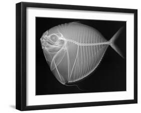 Moonfish-Sandra J. Raredon-Framed Art Print