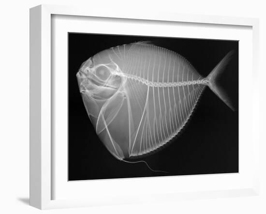 Moonfish-Sandra J. Raredon-Framed Art Print