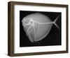 Moonfish-Sandra J. Raredon-Framed Art Print