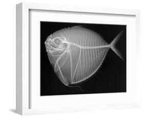 Moonfish-Sandra J. Raredon-Framed Art Print