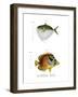Moonfish-null-Framed Giclee Print