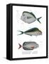 Moonfish-null-Framed Stretched Canvas