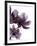 Moonflower I-Ken Hurd-Framed Giclee Print