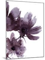 Moonflower I-Ken Hurd-Mounted Giclee Print