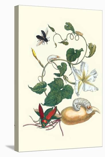 Moonflower with Giant Metallic Ceiba Borer and a Horned Passalus Beetle-Maria Sibylla Merian-Stretched Canvas