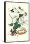 Moonflower with Giant Metallic Ceiba Borer and a Horned Passalus Beetle-Maria Sibylla Merian-Framed Stretched Canvas