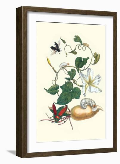 Moonflower with Giant Metallic Ceiba Borer and a Horned Passalus Beetle-Maria Sibylla Merian-Framed Art Print