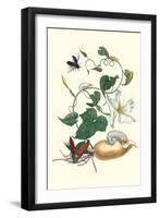 Moonflower with Giant Metallic Ceiba Borer and a Horned Passalus Beetle-Maria Sibylla Merian-Framed Art Print