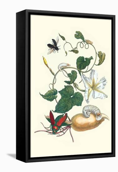 Moonflower with Giant Metallic Ceiba Borer and a Horned Passalus Beetle-Maria Sibylla Merian-Framed Stretched Canvas