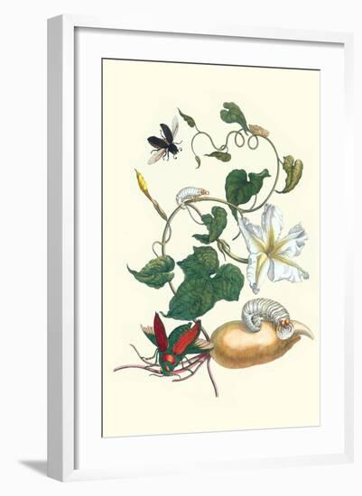 Moonflower with Giant Metallic Ceiba Borer and a Horned Passalus Beetle-Maria Sibylla Merian-Framed Art Print