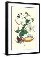 Moonflower with Giant Metallic Ceiba Borer and a Horned Passalus Beetle-Maria Sibylla Merian-Framed Art Print