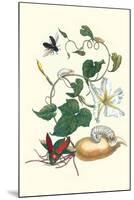 Moonflower with Giant Metallic Ceiba Borer and a Horned Passalus Beetle-Maria Sibylla Merian-Mounted Art Print