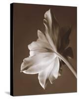 Moonglow Tulip-Rebecca Swanson-Stretched Canvas