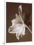 Moonglow Tulip-Rebecca Swanson-Framed Photographic Print