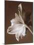 Moonglow Tulip-Rebecca Swanson-Mounted Photographic Print