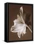 Moonglow Tulip-Rebecca Swanson-Framed Stretched Canvas