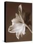 Moonglow Tulip-Rebecca Swanson-Stretched Canvas