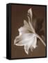 Moonglow Tulip-Rebecca Swanson-Framed Stretched Canvas