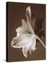 Moonglow Tulip-Rebecca Swanson-Stretched Canvas