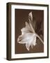 Moonglow Tulip-Rebecca Swanson-Framed Photographic Print