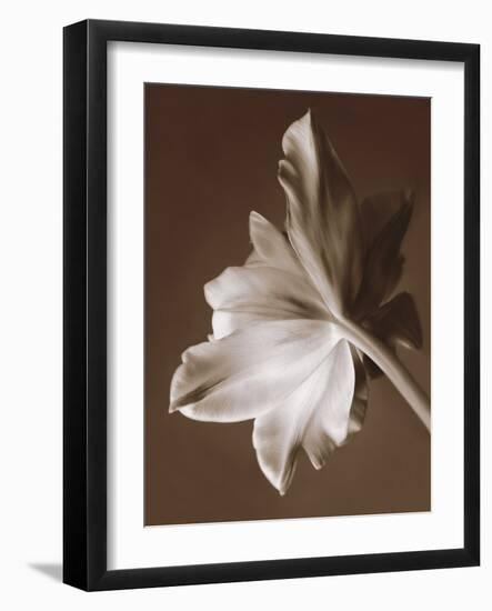 Moonglow Tulip-Rebecca Swanson-Framed Photographic Print