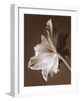 Moonglow Tulip-Rebecca Swanson-Framed Photographic Print