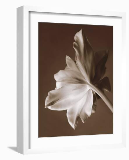 Moonglow Tulip-Rebecca Swanson-Framed Photographic Print