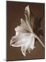 Moonglow Tulip-Rebecca Swanson-Mounted Photographic Print