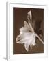 Moonglow Tulip-Rebecca Swanson-Framed Photographic Print