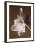 Moonglow Tulip-Rebecca Swanson-Framed Photographic Print