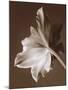 Moonglow Tulip-Rebecca Swanson-Mounted Photographic Print