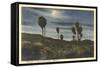 Moonlight at Twenty-Nine Palms-null-Framed Stretched Canvas