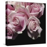 Moonlight & Roses II-Monika Burkhart-Stretched Canvas