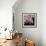 Moonlight & Roses II-Monika Burkhart-Framed Photo displayed on a wall