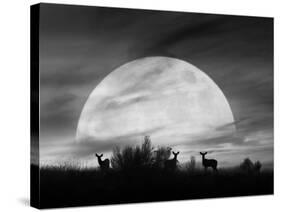 Moonlight Silhouette, Farmington Hills, Michigan '12-Monte Nagler-Stretched Canvas