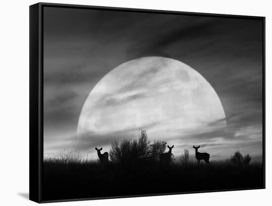 Moonlight Silhouette, Farmington Hills, Michigan '12-Monte Nagler-Framed Stretched Canvas