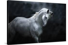 Moonlight Silver Stallion-Melanie Snowhite-Stretched Canvas