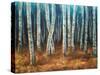 Moonlit Birchwood-Walt Johnson-Stretched Canvas