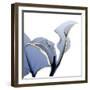 Moonlit Calla Lily-Albert Koetsier-Framed Art Print