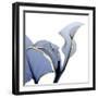 Moonlit Calla Lily-Albert Koetsier-Framed Art Print