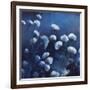 Moonlit Flowers-Tim O'toole-Framed Giclee Print