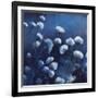 Moonlit Flowers-Tim O'toole-Framed Giclee Print